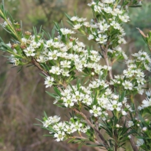 Kunzea ericoides at QPRC LGA - 9 Dec 2023 03:05 PM