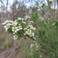 Kunzea ericoides at QPRC LGA - 9 Dec 2023 03:05 PM