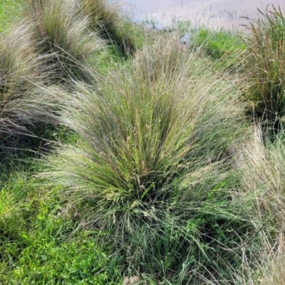 Poa labillardierei (Common Tussock Grass, River Tussock Grass) at Bibbenluke Common - 8 Dec 2023 by trevorpreston