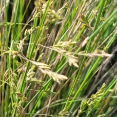 Poa labillardierei at Bibbenluke Common - 9 Dec 2023 09:51 AM