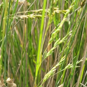 Poa labillardierei at Bibbenluke Common - 9 Dec 2023