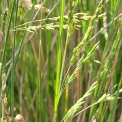 Poa labillardierei at Bibbenluke Common - 9 Dec 2023