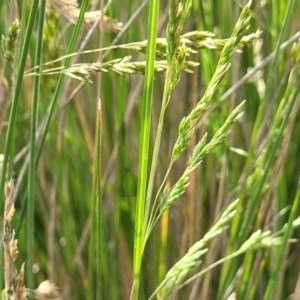 Poa labillardierei at Bibbenluke Common - 9 Dec 2023