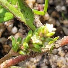 Persicaria prostrata (Creeping Knotweed) at Bibbenluke, NSW - 8 Dec 2023 by trevorpreston