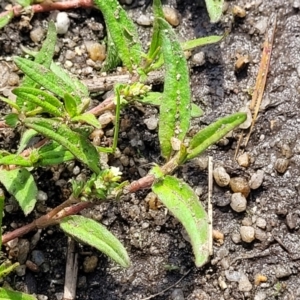 Persicaria prostrata at Bibbenluke Common - 9 Dec 2023 09:49 AM