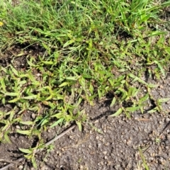 Persicaria prostrata at Bibbenluke Common - 9 Dec 2023 09:49 AM