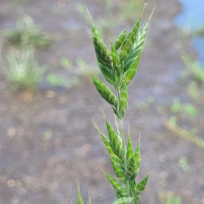 Bromus hordeaceus (A Soft Brome) at Bibbenluke Common - 9 Dec 2023 by trevorpreston