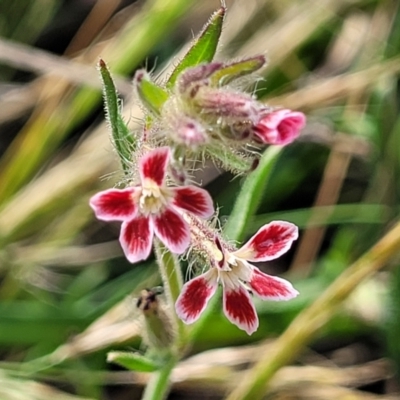 Silene gallica var. quinquevulnera (Five-wounded Catchfly) at Bibbenluke, NSW - 8 Dec 2023 by trevorpreston