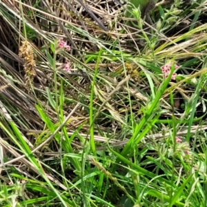 Silene gallica var. quinquevulnera at Bibbenluke Common - 9 Dec 2023