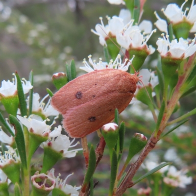 Garrha pudica (Modest Dullmoth) at QPRC LGA - 9 Dec 2023 by MatthewFrawley