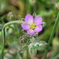 Spergularia rubra (Sandspurrey) at Bibbenluke Common - 8 Dec 2023 by trevorpreston