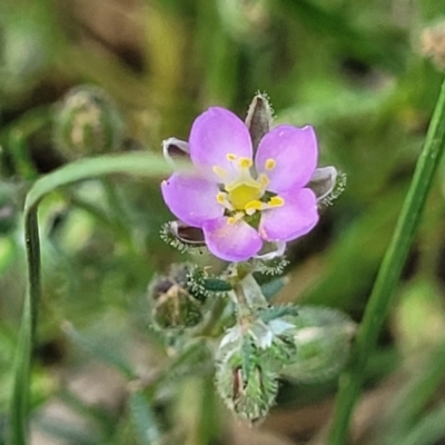 Spergularia rubra (Sandspurrey) at Bibbenluke, NSW - 8 Dec 2023 by trevorpreston