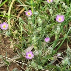 Spergularia rubra at Bibbenluke Common - 9 Dec 2023