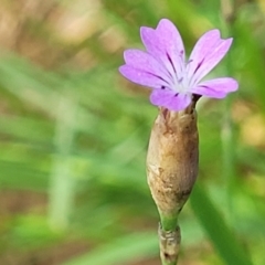 Petrorhagia nanteuilii (Proliferous Pink, Childling Pink) at Bibbenluke, NSW - 8 Dec 2023 by trevorpreston