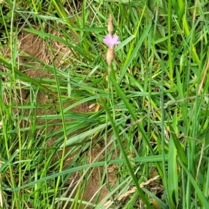 Petrorhagia nanteuilii at Bibbenluke Common - 9 Dec 2023 09:46 AM