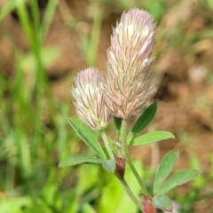 Trifolium arvense (Haresfoot Clover) at Bibbenluke Common - 9 Dec 2023 by trevorpreston