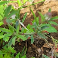 Trifolium arvense at Bibbenluke Common - 9 Dec 2023