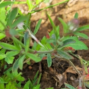 Trifolium arvense at Bibbenluke Common - 9 Dec 2023 09:46 AM