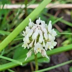 Trifolium repens (White Clover) at Bibbenluke Common - 8 Dec 2023 by trevorpreston