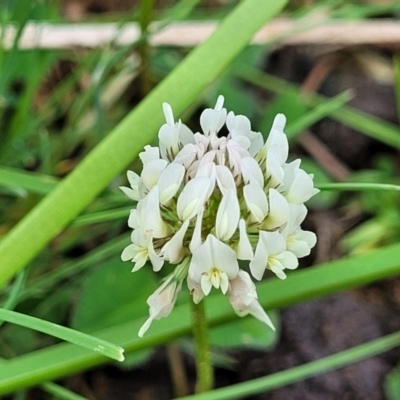 Trifolium repens (White Clover) at Bibbenluke Common - 9 Dec 2023 by trevorpreston