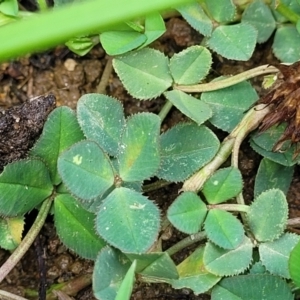 Trifolium repens at Bibbenluke Common - 9 Dec 2023 09:45 AM