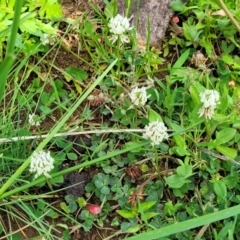 Trifolium repens at Bibbenluke Common - 9 Dec 2023