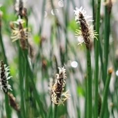 Eleocharis acuta (Common Spike-rush) at Bibbenluke Common - 9 Dec 2023 by trevorpreston