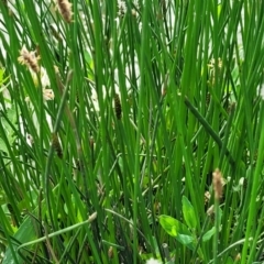 Eleocharis acuta at Bibbenluke Common - 9 Dec 2023 09:45 AM