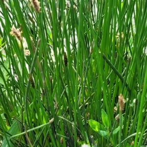 Eleocharis acuta at Bibbenluke Common - 9 Dec 2023