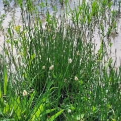 Eleocharis acuta at Bibbenluke Common - 9 Dec 2023 09:45 AM