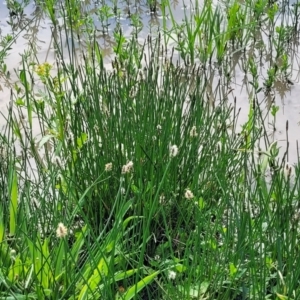 Eleocharis acuta at Bibbenluke Common - 9 Dec 2023