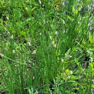 Eleocharis acuta at Bibbenluke Common - 9 Dec 2023