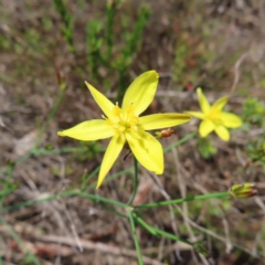 Tricoryne elatior (Yellow Rush Lily) at Bombay, NSW - 9 Dec 2023 by MatthewFrawley