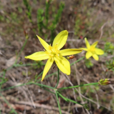 Tricoryne elatior (Yellow Rush Lily) at QPRC LGA - 9 Dec 2023 by MatthewFrawley