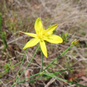 Tricoryne elatior at QPRC LGA - 9 Dec 2023