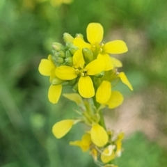 Hirschfeldia incana (Buchan Weed) at Bibbenluke Common - 9 Dec 2023 by trevorpreston