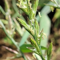 Lolium (genus) (Ryegrass) at Bibbenluke Common - 9 Dec 2023 by trevorpreston