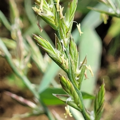 Lolium (genus) (Ryegrass) at Bibbenluke Common - 9 Dec 2023 by trevorpreston