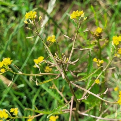 Barbarea verna (Wintercress, American Cress) at Bibbenluke Common - 8 Dec 2023 by trevorpreston