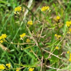 Barbarea verna (Wintercress, American Cress) at Bibbenluke, NSW - 8 Dec 2023 by trevorpreston