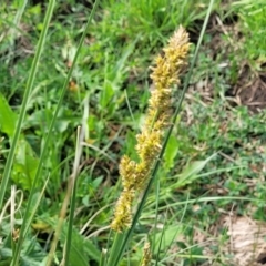 Carex appressa (Tall Sedge) at Bibbenluke Common - 8 Dec 2023 by trevorpreston