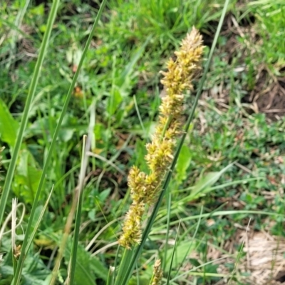 Carex appressa (Tall Sedge) at Bibbenluke, NSW - 8 Dec 2023 by trevorpreston