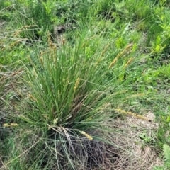 Carex appressa at Bibbenluke Common - 9 Dec 2023