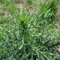 Cirsium vulgare (Spear Thistle) at Bibbenluke, NSW - 8 Dec 2023 by trevorpreston