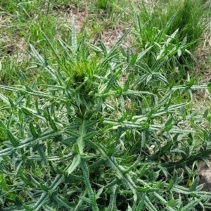 Cirsium vulgare at Bibbenluke Common - 9 Dec 2023