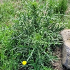 Cirsium vulgare at Bibbenluke Common - 9 Dec 2023