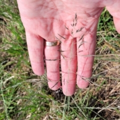 Eragrostis curvula (African Lovegrass) at Bibbenluke Common - 9 Dec 2023 by trevorpreston