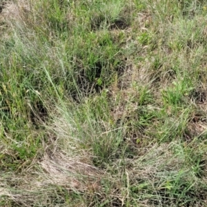 Eragrostis curvula at Bibbenluke Common - 9 Dec 2023