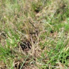 Eragrostis curvula at Bibbenluke Common - 9 Dec 2023