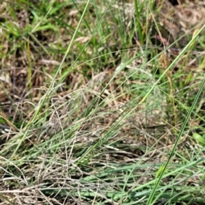 Eragrostis curvula at Bibbenluke Common - 9 Dec 2023